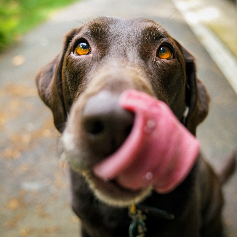 Dog Friendly